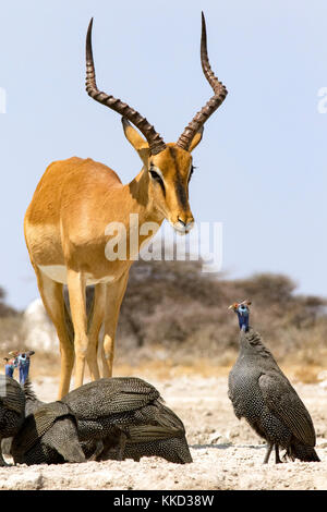 Männliche impala an onkolo verbergen, onguma Game Reserve, Namibia, Afrika Stockfoto