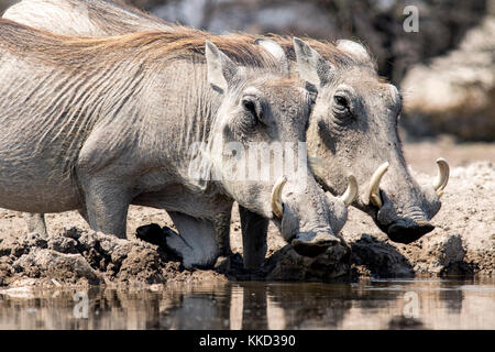 Gemeinsame Warzenschweine (phacochoerus Africanus) trinken an onkolo verbergen, onguma Game Reserve, Namibia, Afrika Stockfoto