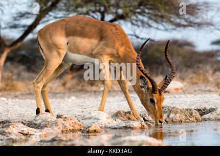 Impala trinken an onkolo verbergen, onguma Game Reserve, Namibia, Afrika Stockfoto