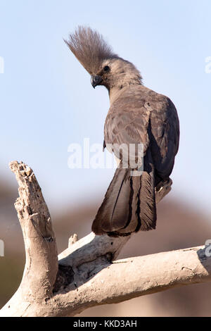 Grau-weg-bird (corythaixoides concolor) onkolo verbergen, onguma Game Reserve, Namibia, Afrika Stockfoto