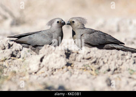 Grau-weg-bird (corythaixoides concolor) onkolo verbergen, onguma Game Reserve, Namibia, Afrika Stockfoto