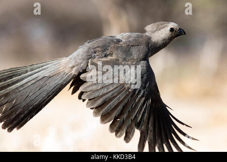 Grau-weg-bird (corythaixoides concolor) im Flug - onkolo verbergen, onguma Game Reserve, Namibia, Afrika Stockfoto