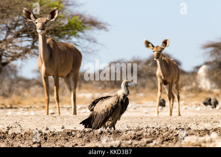 Weiß-backed Vulture (Tylose in Africanus) mit mehr weiblichen Kudu an onkolo verbergen, onguma Game Reserve, Namibia, Afrika Stockfoto