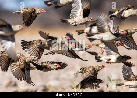 Herde von Red-billed quelea quelea quelea () im Flug [motion blur] - onkolo verbergen, onguma Game Reserve, Namibia, Afrika Stockfoto