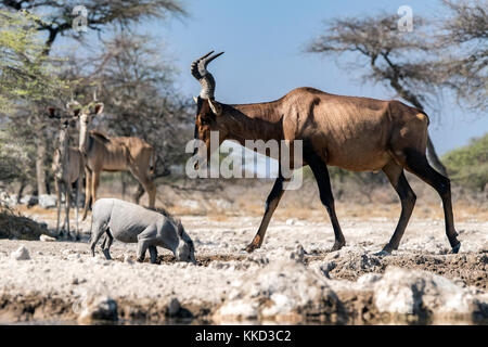Red Hartebeest (alcelaphus buselaphus caama) - onkolo verbergen, onguma Game Reserve, Namibia, Afrika Stockfoto