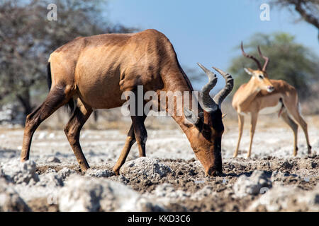 Red Hartebeest (alcelaphus buselaphus caama) - onkolo verbergen, onguma Game Reserve, Namibia, Afrika Stockfoto