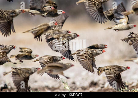 Herde von Red-billed quelea quelea quelea () im Flug [motion blur] - onkolo verbergen, onguma Game Reserve, Namibia, Afrika Stockfoto