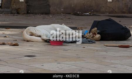 Eine Obdachlose, abgemagert Hund schläft auf dem Bürgersteig und das Tragen einer Kette Leine. Ein leerer Futternapf ist vor dem Hund und ein Gericht für Geld und Schwarz Stockfoto