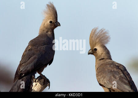 Grau-weg-bird (corythaixoides concolor) onkolo verbergen, onguma Game Reserve, Namibia, Afrika Stockfoto