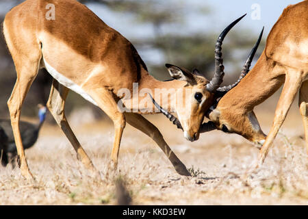 Männliche impalas Sparing an onkolo verbergen, onguma Game Reserve, Namibia, Afrika Stockfoto