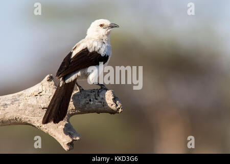 Südliche pied Schwätzer (turdoides bicolor) - onkolo verbergen, onguma Game Reserve, Namibia, Afrika Stockfoto