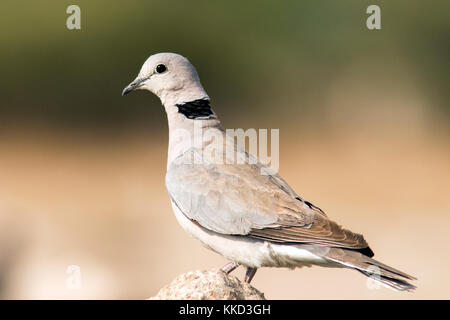 Ring-necked Dove oder Cape Turteltaube (streptopelia capicola) - onkolo verbergen, onguma Game Reserve, Namibia, Afrika Stockfoto