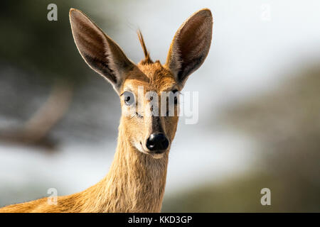 Common duiker (sylvicapra grimmia) - onkolo verbergen, onguma Game Reserve, Namibia, Afrika Stockfoto