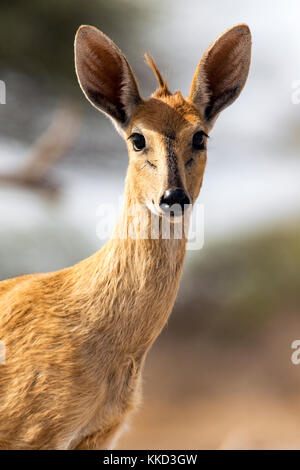 Common duiker (sylvicapra grimmia) - onkolo verbergen, onguma Game Reserve, Namibia, Afrika Stockfoto