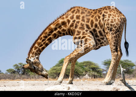 Giraffe am Wasserloch trinken - onkolo verbergen, onguma Game Reserve, Namibia, Afrika Stockfoto