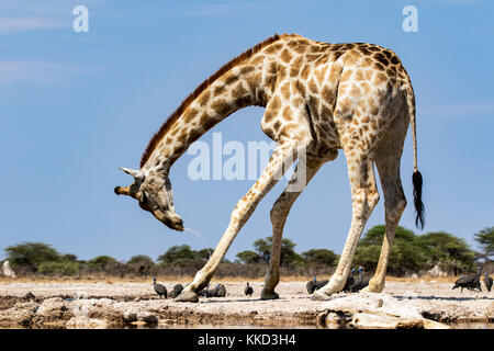 Giraffe am Wasserloch trinken - onkolo verbergen, onguma Game Reserve, Namibia, Afrika Stockfoto