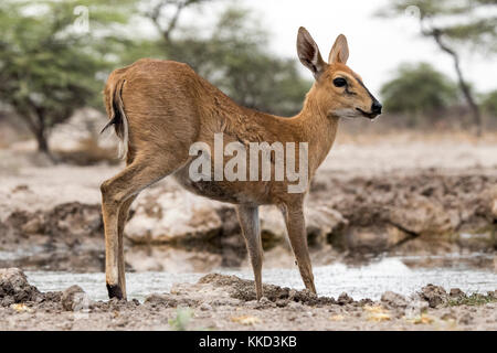 Common duiker (sylvicapra grimmia) - onkolo verbergen, onguma Game Reserve, Namibia, Afrika Stockfoto