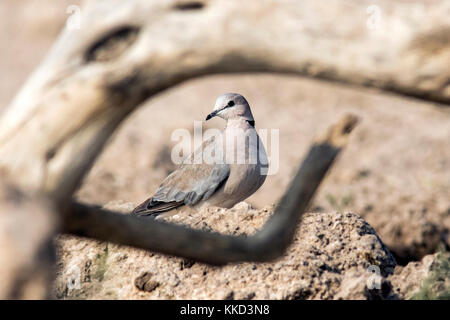 Ring-necked Dove oder Cape Turteltaube (streptopelia capicola) - onkolo verbergen, onguma Game Reserve, Namibia, Afrika Stockfoto