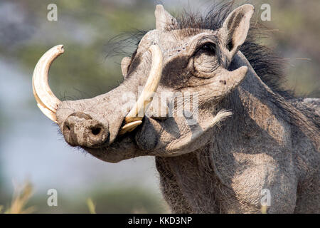 Nahaufnahme des gemeinsamen Warzenschwein (phacochoerus Africanus) mit großen Stoßzähnen - onkolo verbergen, onguma Game Reserve, Namibia, Afrika Stockfoto