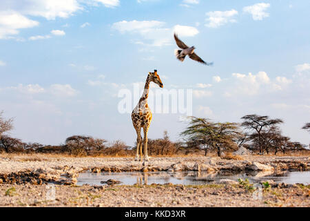 Giraffe mit einem Kap Turteltaube im Flug bei onkolo verbergen, onguma Game Reserve, Namibia, Afrika Stockfoto