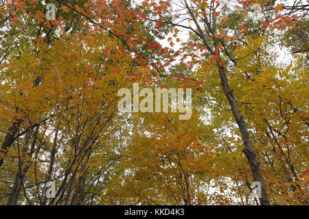 Buntes Herbstlaub hebt sich der bedeckt Cleveland Ohio Himmel im Herbst zu Winter Übergang im Nordosten von Ohio USA. Stockfoto