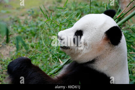 Panda in Malaysia National Zoo. Stockfoto