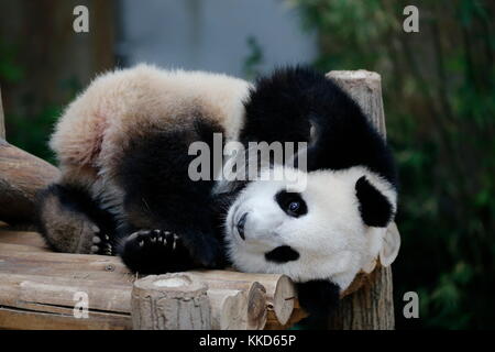 Panda in Malaysia National Zoo. Stockfoto