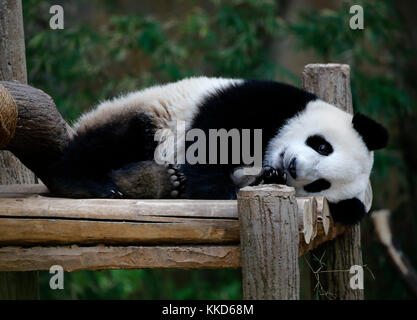 Panda in Malaysia National Zoo. Stockfoto