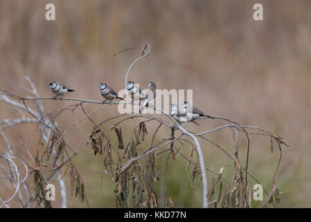 Das Doppel-Finch gesperrt (Taeniopygia bichenovii) ist ein estrildid Finch in trockenen Savanne gefunden, tropischen (Tiefebene) Trockenrasen und shrubland Lebensräume Stockfoto