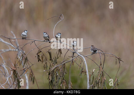 Das Doppel-Finch gesperrt (Taeniopygia bichenovii) ist ein estrildid Finch in trockenen Savanne gefunden, tropischen (Tiefebene) Trockenrasen und shrubland Lebensräume Stockfoto