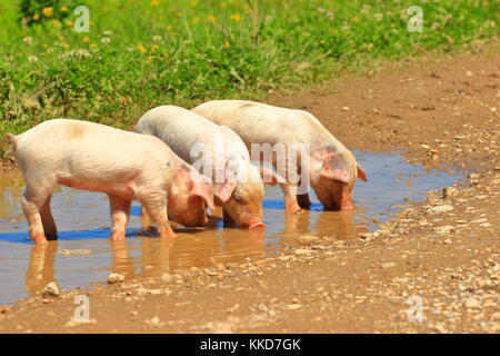 Drei kleine Ferkel auf der Farm Stockfoto