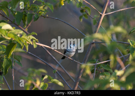 Das Doppel-Finch gesperrt (Taeniopygia bichenovii) ist ein estrildid Finch in trockenen Savanne gefunden, tropischen (Tiefebene) Trockenrasen und shrubland Lebensräume Stockfoto