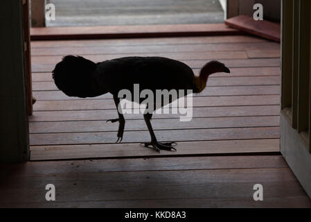 Australische Bürste Türkei in der Tür Stockfoto