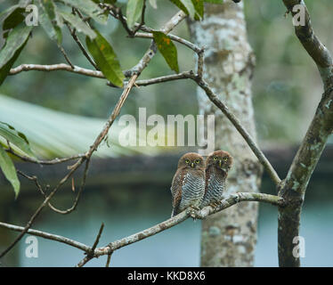 Schöne Owlet Familie Vogel auf einem Baum in natürlichen Lebensraum entdeckt Stockfoto