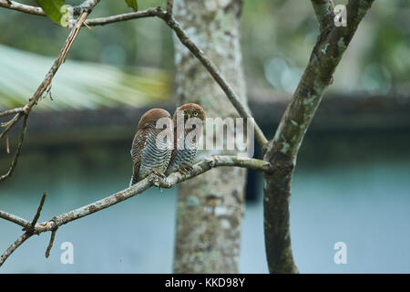 Schöne Owlet Familie Vogel auf einem Baum in natürlichen Lebensraum entdeckt Stockfoto