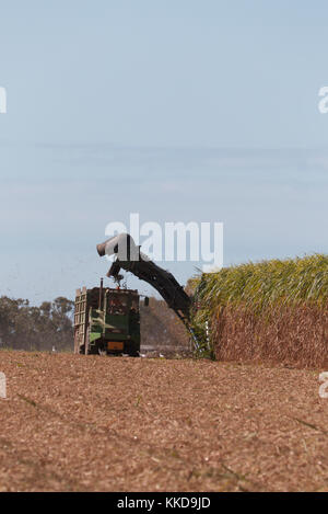 Mechanische Zuckerrohr Ernte Maschinen bei der Arbeit mit der Ernte der jeweiligen Frucht begonnen wird in der Nähe von Bundaberg Queensland Australien Stockfoto