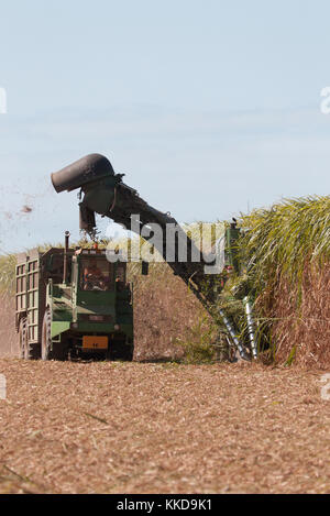 Mechanische Zuckerrohr Ernte Maschinen bei der Arbeit mit der Ernte der jeweiligen Frucht begonnen wird in der Nähe von Bundaberg Queensland Australien Stockfoto