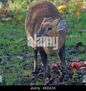 Muntjac muntiacus reevesi auch genannt bellende Rehe mit Herbst Äpfel Stockfoto