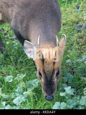 Muntjac muntiacus reevesi auch genannt bellende Rehe mit Herbst Äpfel Stockfoto