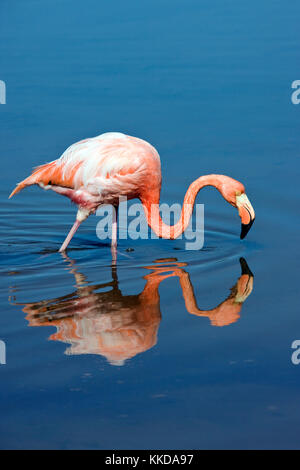 Mehr Flamingo (Phoenicopterus ruber) auf der Insel Floreana in Galapagos, Ecuador. Stockfoto