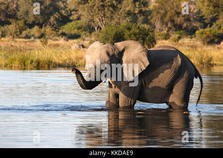 Ein Afrikanischer Elefant (Loxodonta africana) an einer Wasserstelle in der Khwai River, Botswana Stockfoto