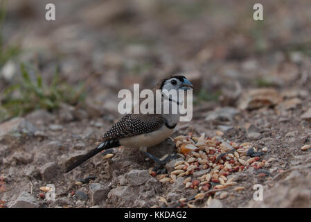 Das Doppel-Finch gesperrt (Taeniopygia bichenovii) ist ein estrildid Finch in trockenen Savanne gefunden, tropischen (Tiefebene) Trockenrasen und shrubland Lebensräume Stockfoto
