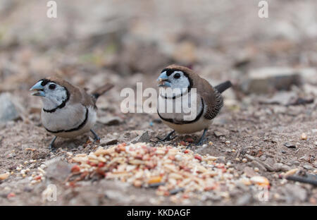 Das Doppel-Finch gesperrt (Taeniopygia bichenovii) ist ein estrildid Finch in trockenen Savanne gefunden, tropischen (Tiefebene) Trockenrasen und shrubland Lebensräume Stockfoto