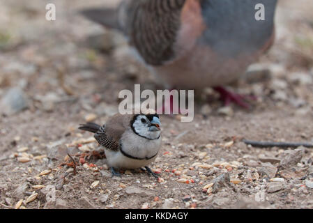 Das Doppel-Finch gesperrt (Taeniopygia bichenovii) ist ein estrildid Finch in trockenen Savanne gefunden, tropischen (Tiefebene) Trockenrasen und shrubland Lebensräume Stockfoto