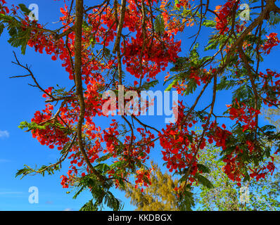 Flamboyant Blumen blühen unter blauem Himmel in Cap Malheureux, Mauritius. Stockfoto