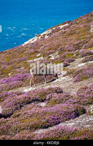 Einsame Soay-schafe als Schaf, Ovis Aries, stehend auf Felsen und Heather Beweidung auf Lundy Island, Devon, England, UK im August Stockfoto