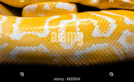Nahaufnahme python Snake Skin für Hintergrund Stockfoto