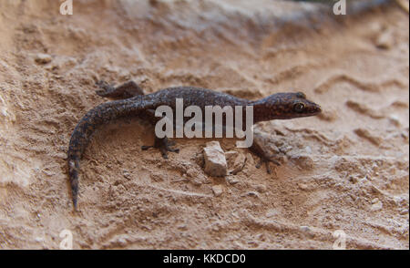 Nahaufnahme einer kleinen braunen Südgecko-Eidechse auf einer rauen Sandoberfläche mit verschwommenem Hintergrund Stockfoto