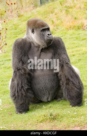 Nach Alpha Male Silverback Gorilla Resident in Port Lympne finden in Kent Stockfoto