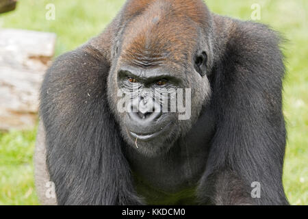 Nach Alpha Male Silverback Gorilla Resident in Port Lympne finden in Kent Stockfoto